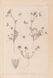 Herbier af den franske flora Pl0323 - Louis Antoine Cusin — visning af kunstværket