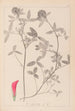 Herbier de la flore française Pl0324 - Louis Antoine Cusin — visning af kunstværket
