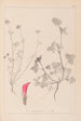 Herbier de la flore française Pl0325 - Louis Antoine Cusin — visning af kunstværket