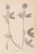 Herbier de la flore française Pl0326 - Louis Antoine Cusin — visning af kunstværket