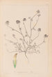 Herbier de la flore française Pl0327 - Louis Antoine Cusin — visning af kunstværket