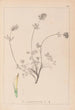 Herbier af den franske flora Pl0328 - Louis Antoine Cusin — visning af kunstværket
