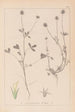 Herbier de la flore française Pl0329 - Louis Antoine Cusin — visning af kunstværket