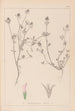 Herbier de la flore française Pl0330 - Louis Antoine Cusin — visning af kunstværket
