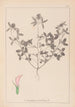 Herbier de la flore française Pl0331 - Louis Antoine Cusin — visning af kunstværket