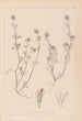 Herbier de la flore française Pl0332 - Louis Antoine Cusin — visning af kunstværket