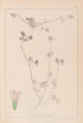 Herbier de la flore française Pl0333 - Louis Antoine Cusin — visning af kunstværket