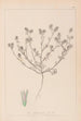 Herbier de la flore française Pl0334 - Louis Antoine Cusin — visning af kunstværket