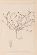 Herbier de la flore française Pl0335 - Louis Antoine Cusin — visning af kunstværket