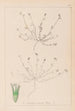 Herbier af den franske flora Pl0337 - Louis Antoine Cusin — visning af kunstværket