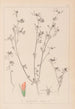 Herbier de la flore française Pl0338 - Louis Antoine Cusin — visning af kunstværket
