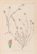 Herbier de la flore française Pl0339 - Louis Antoine Cusin — visning af kunstværket