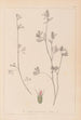 Herbier de la flore française Pl0340 - Louis Antoine Cusin — visning af kunstværket