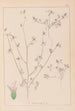 Herbier de la flore française Pl0341 - Louis Antoine Cusin — visning af kunstværket