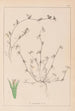 Herbier de la flore française Pl0342 - Louis Antoine Cusin — visning af kunstværket