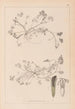 Herbier de la flore française Pl0343 - Louis Antoine Cusin — visning af kunstværket