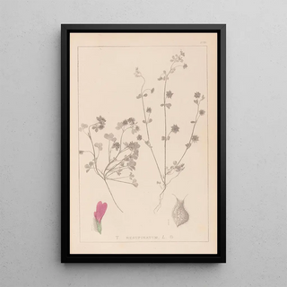 Louis Antoine Cusin - Herbier de la flore franaise Pl0345.webp