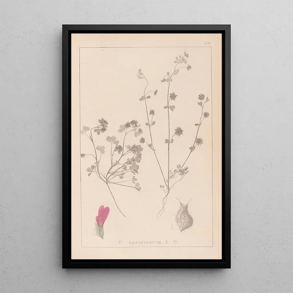 Louis Antoine Cusin - Herbier de la flore franaise Pl0345.webp