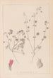 Herbier de la flore française Pl0345 - Louis Antoine Cusin — visning af kunstværket