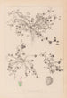 Herbier de la flore française Pl0346 - Louis Antoine Cusin — visning af kunstværket