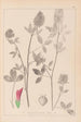 Herbier de la flore française Pl0347 - Louis Antoine Cusin — visning af kunstværket
