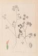 Herbier de la flore française Pl0348 - Louis Antoine Cusin — visning af kunstværket