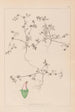 Herbier de la flore française Pl0349 - Louis Antoine Cusin — visning af kunstværket