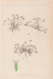 Herbier af den franske flora Pl0350 - Louis Antoine Cusin — visning af kunstværket