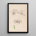 Herbier af den franske flora Pl0350 - Louis Antoine Cusin — indrammet kunstværk på væggen