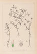 Herbier de la flore française Pl0351 - Louis Antoine Cusin — visning af kunstværket