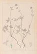 Herbier de la flore française Pl0352 - Louis Antoine Cusin — visning af kunstværket
