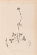 Herbier de la flore française Pl0353 - Louis Antoine Cusin — visning af kunstværket