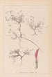 Herbier af den franske flora Pl0354 - Louis Antoine Cusin — visning af kunstværket