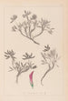 Herbier de la flore française Pl0355 - Louis Antoine Cusin — visning af kunstværket