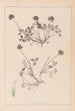 Herbier de la flore française Pl0356 - Louis Antoine Cusin — visning af kunstværket