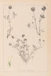 Herbier de la flore française Pl0357 - Louis Antoine Cusin — visning af kunstværket