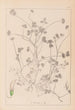 Herbier de la flore française Pl0358 - Louis Antoine Cusin — visning af kunstværket