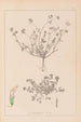 Herbier de la flore française Pl0359 - Louis Antoine Cusin — visning af kunstværket