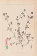 Herbier de la flore française Pl0360 - Louis Antoine Cusin — visning af kunstværket