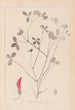 Herbier de la flore française Pl0361 - Louis Antoine Cusin — visning af kunstværket
