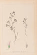 Herbier de la flore française Pl0362 - Louis Antoine Cusin — visning af kunstværket