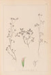 Herbier de la flore française Pl0363 - Louis Antoine Cusin — visning af kunstværket