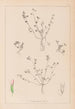 Herbier af den franske flora Pl0364 - Louis Antoine Cusin — visning af kunstværket