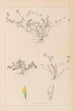 Herbier de la flore française Pl0365 - Louis Antoine Cusin — visning af kunstværket
