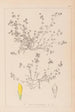 Herbier de la flore française Pl0366 - Louis Antoine Cusin — visning af kunstværket