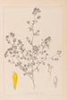 Herbier de la flore française Pl0368 - Louis Antoine Cusin — visning af kunstværket
