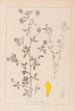 Herbier de la flore française Pl0370 - Louis Antoine Cusin — visning af kunstværket