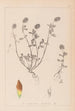 Herbier de la flore française Pl0371 - Louis Antoine Cusin — visning af kunstværket