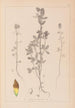 Herbier de la flore française Pl0372 - Louis Antoine Cusin — visning af kunstværket