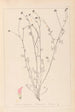Herbier de la flore française Pl0373 - Louis Antoine Cusin — visning af kunstværket
